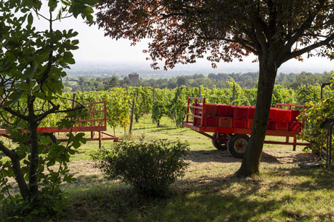 canova vini e vigne carro rosso