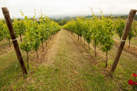 canova vini e vigne collina