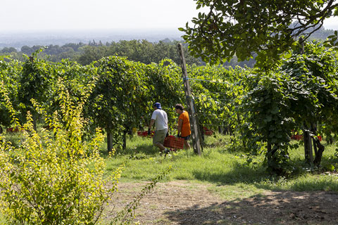 canova vini e vigne lavoratori nel vigneto
