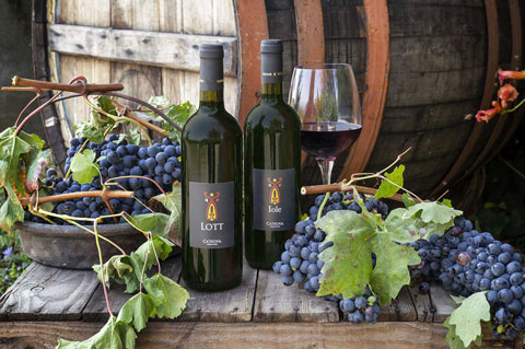 canova vini e vigne lott vino ambientato