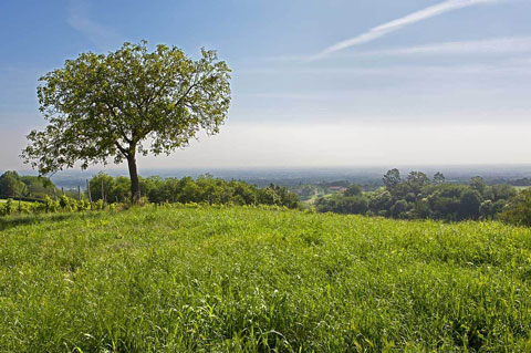 canova vini e vigne panorama