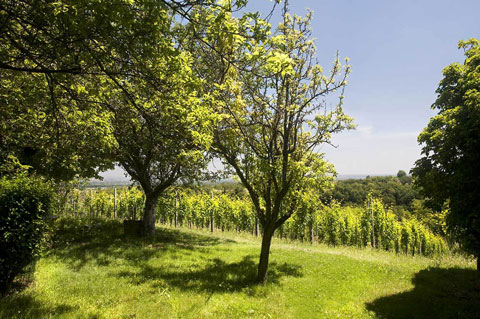 canova vini e vigne piantagione