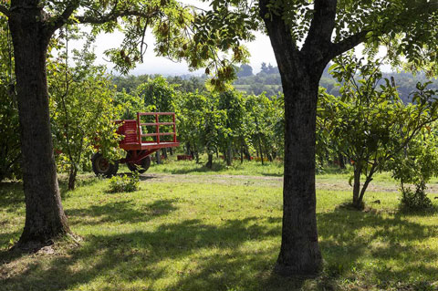 canova vini e vigne trattore