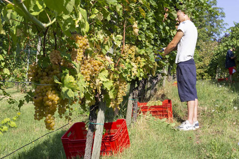 canova vini e vigne uva bianca raccolta