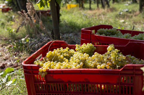 canova vini e vigne uva bianca