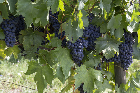 canova vini e vigne uva nera alberi