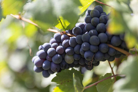 canova vini e vigne uva rossa