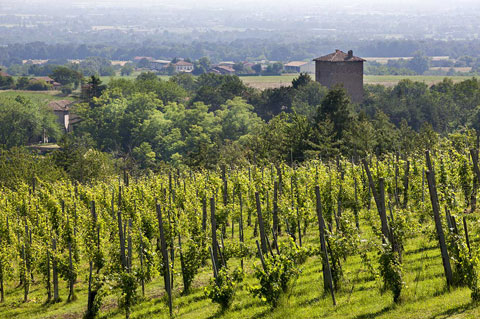 canova vini e vigne vigneti