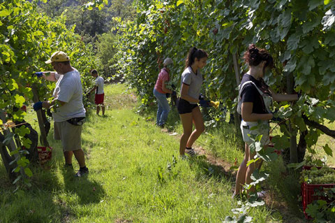 canova vini e vigne vigneto uva bianca